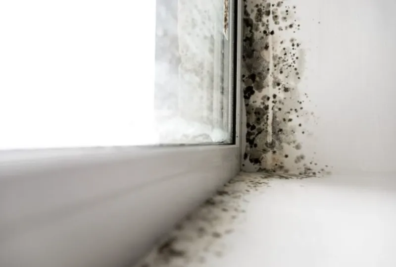 Tips for Cleaning Mold Affected Walls