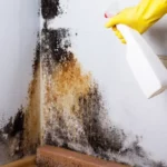 Tips for Cleaning Mold Affected Walls
