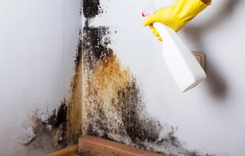 Tips for Cleaning Mold Affected Walls